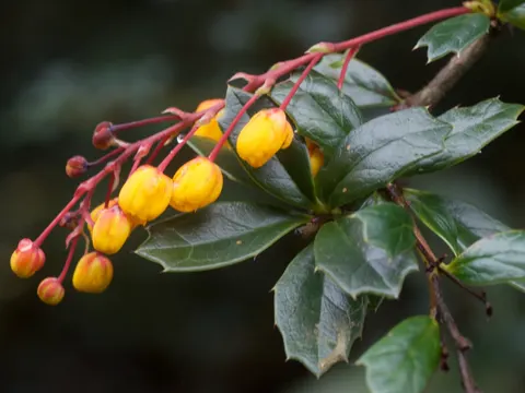 Darwins Berberitze (Berberis darwinii)