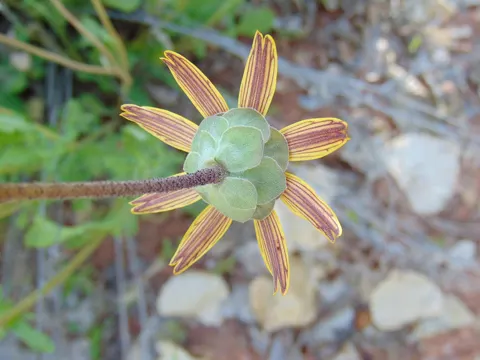Berlandiera lyrata