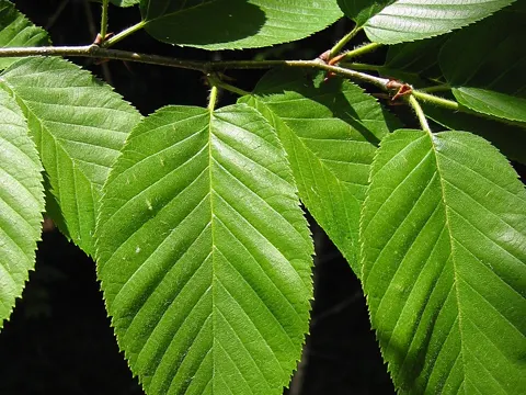 Yellow Birch
