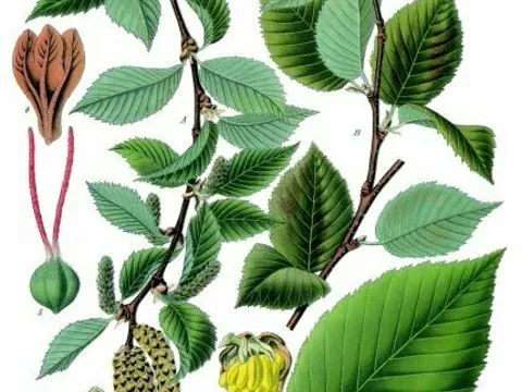 Zuckerbirke (Betula lenta)
