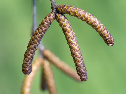 Schwarz-Birke (Betula nigra)