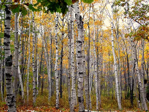 Paper Birch