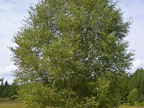 Downy Birch