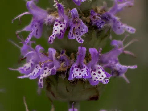 Blephilia ciliata (Blephilia ciliata)