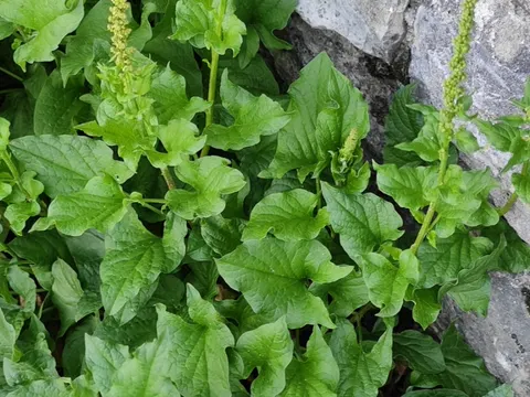 Guter Heinrich (Blitum bonus-henricus)