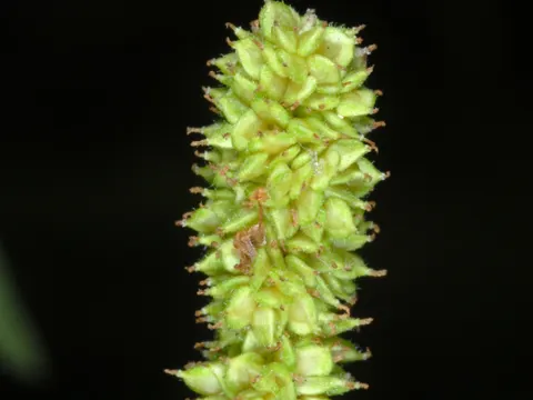Boehmeria cylindrica (Boehmeria cylindrica)