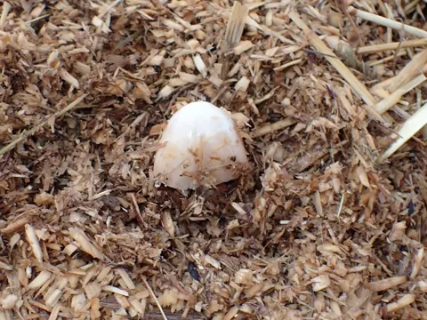 Fleischrosafarbener Mistpilz (Bolbitius coprophilus)