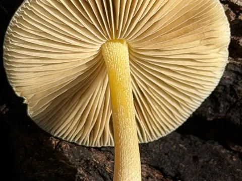 Netzaderiger Mistpilz (Bolbitius reticulatus)