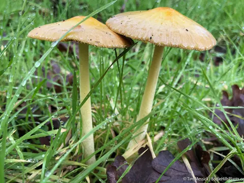 Goldmistpilz (Bolbitius titubans)