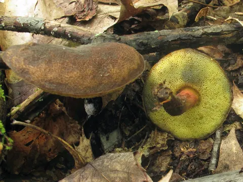 Boletellus chrysenteroides (Boletellus chrysenteroides)