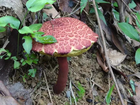 Boletellus emodensis