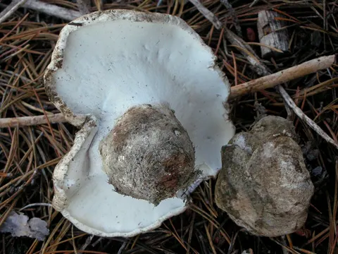 Flockenstieliger Hexen-Flockenstieliger (Boletopsis grisea)
