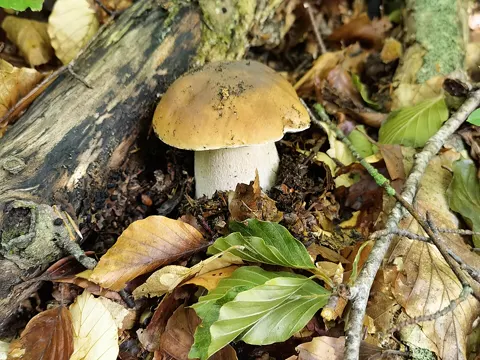 Chippewa Bolete