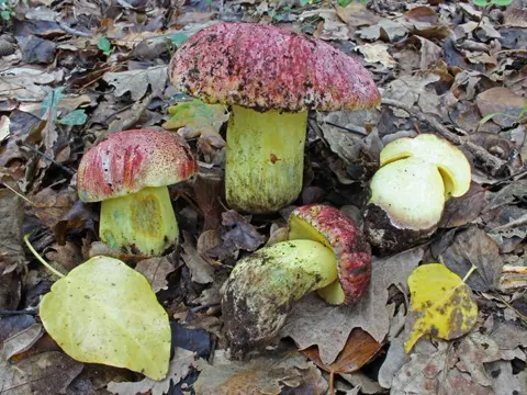 Royal Bolete