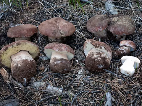 King Bolete (Spring)