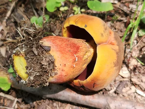 Boletus subluridellus