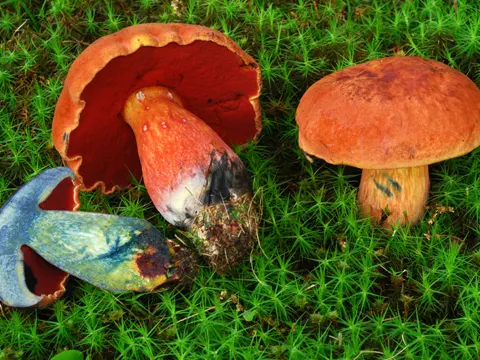 Boletus subvelutipes (Boletus subvelutipes)