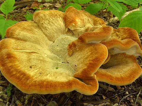 Berkeley's Polypore