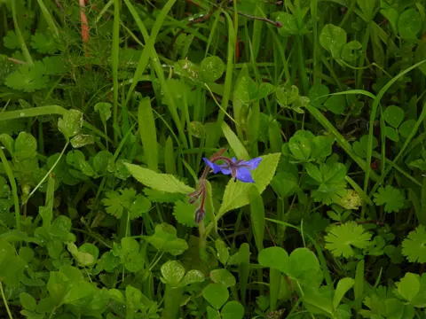Borage