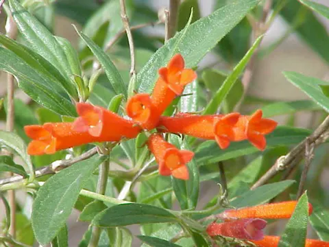 Scarlet Bouvardia