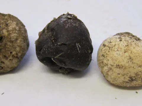 Bleigrauer Bovist (Bovista plumbea)