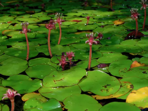 Schleimkraut (Brasenia schreberi)