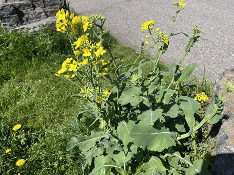 Raps (Brassica napus)