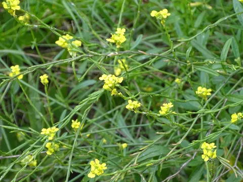 Schwarzer Senf (Brassica nigra)