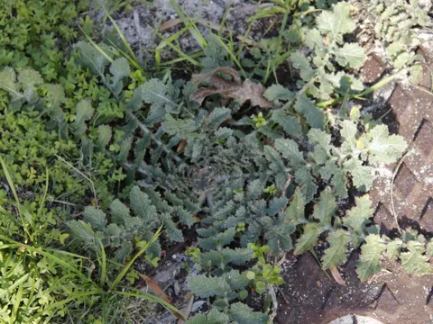 Saharan Mustard