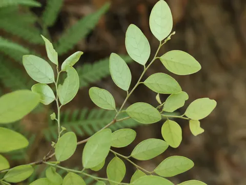 Breynia oblongifolia