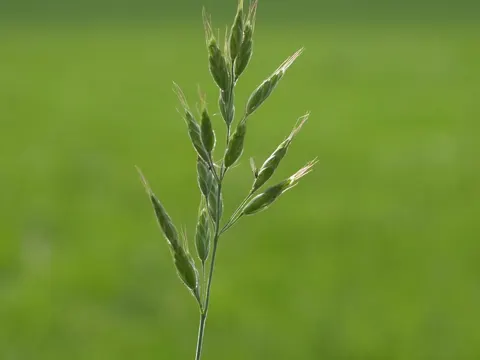 Weiche Trespe (Bromus hordeaceus)