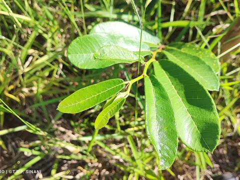 Brosimum gaudichaudii