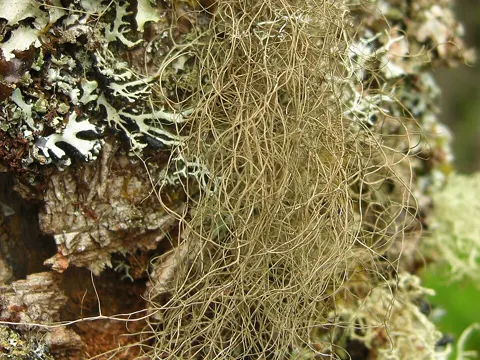 Speckled Horsehair Lichen (Bryoria nadvornikiana)