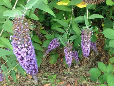 butterfly-bush (Buddleja davidii)