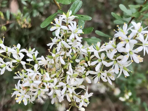 Bursaria spinosa