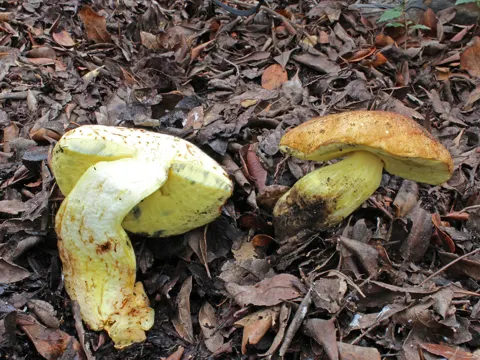 Anhängsel-Röhrling (Butyriboletus appendiculatus)
