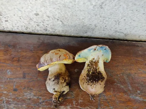 Silber-Röhrling (Butyriboletus fechtneri)