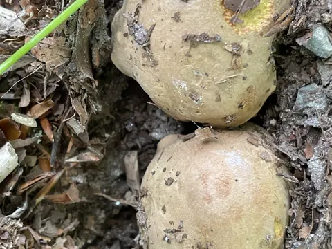 Anhängsel-Röhrling (Butyriboletus subappendiculatus)
