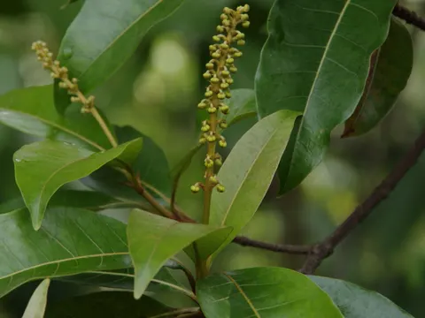 Byrsonima spicata