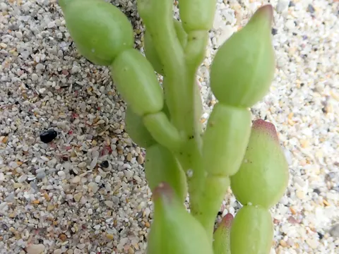 Cakile edentula (Cakile edentula)