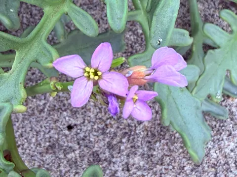 Sea Rocket