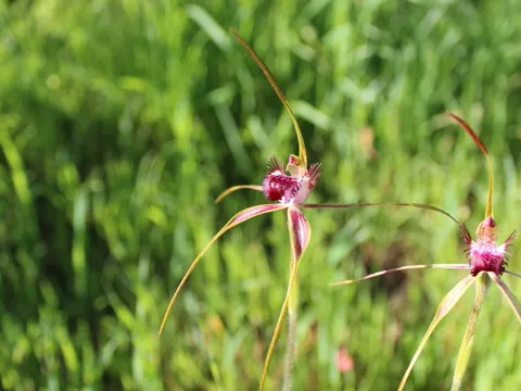 Sand Spider Orchid