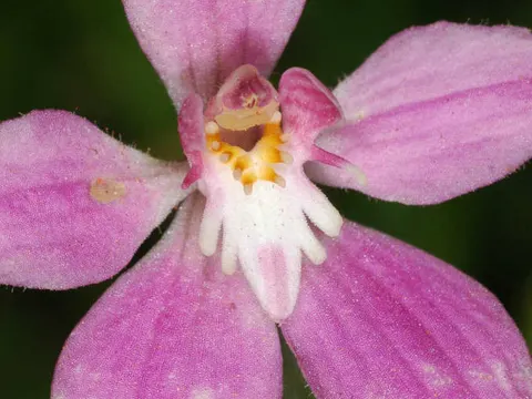 Breitblatt-Caladenia