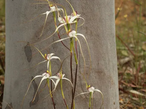 Langgeschwänzte Caladenia