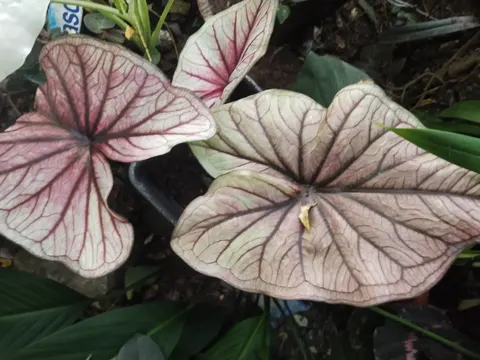 Caladium