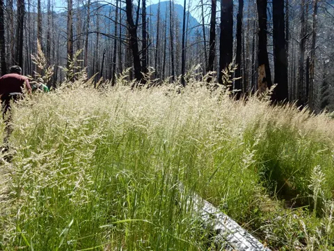 Kanadisches Reitgras (Calamagrostis canadensis)