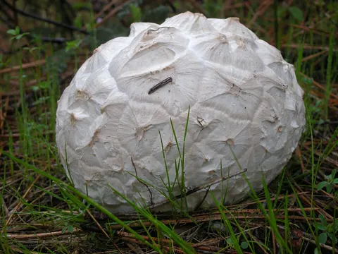 Calbovista subsculpta (Calbovista subsculpta)