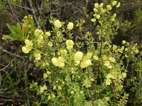 Calceolaria sparsiflora