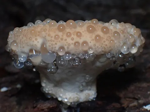 Getropfter Saftporling (Calcipostia guttulata)