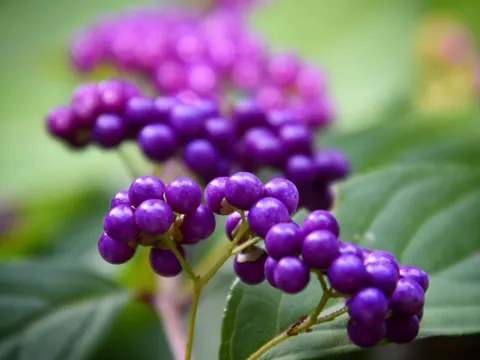 Schönfrucht (Callicarpa dichotoma)